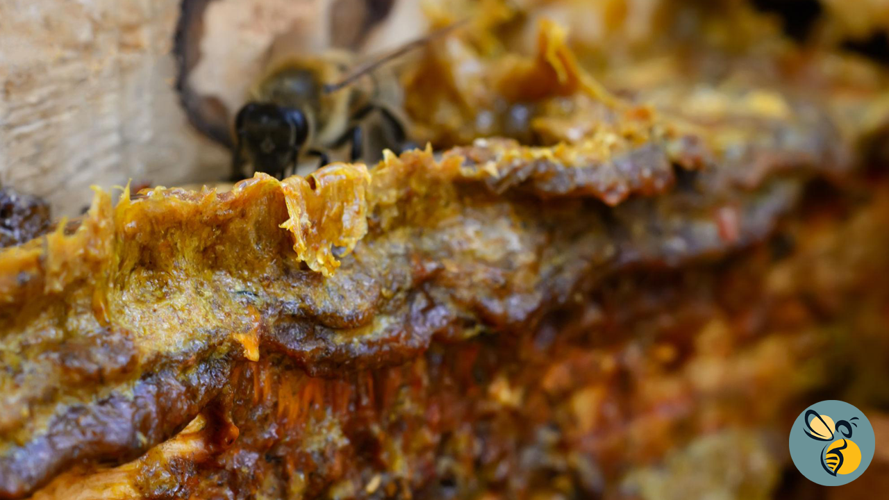 propolis