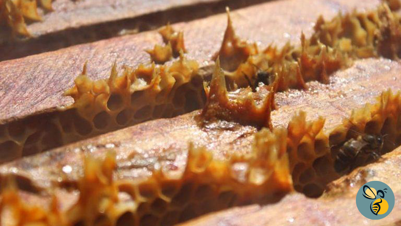 tıta propolis