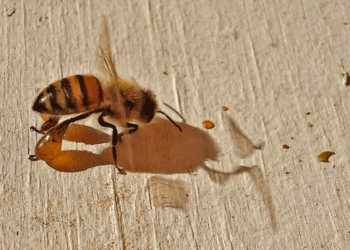 Propolis Nedir? Bal Arıları Propolisi Nasıl Üretir?