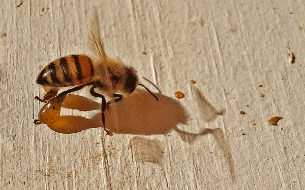Propolis Nedir? Bal Arıları Propolisi Nasıl Üretir?