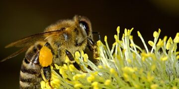Pollenkitt Nedir? Arılar İçin Yapışkan Polenin 7 Önemli Faydası