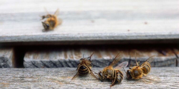 Düşük Doz Pestisitler Bal Arılarını Nasıl Etkiliyor?
