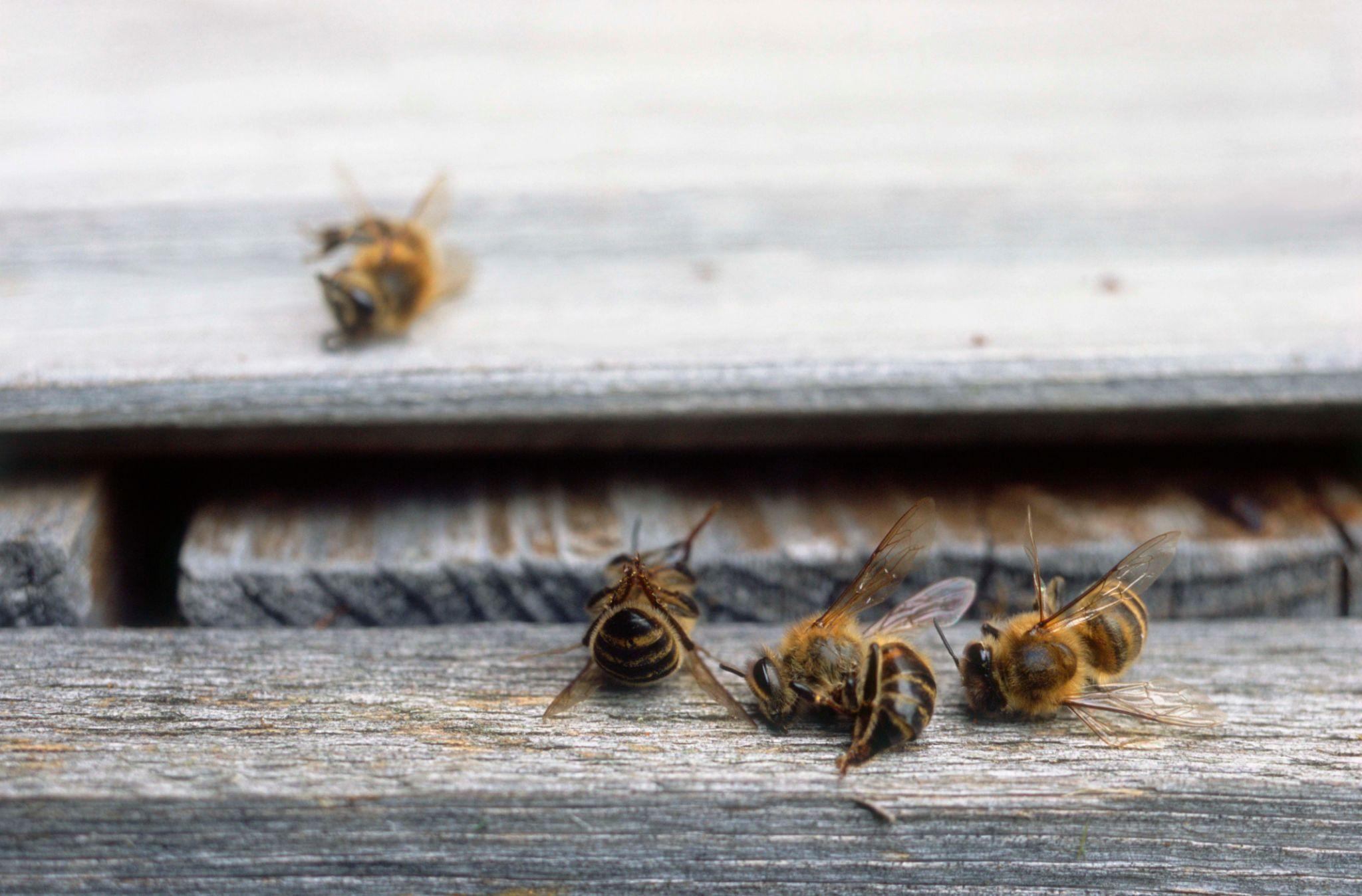 Düşük Doz Pestisitler Bal Arılarını Nasıl Etkiliyor?