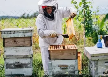 arıcı kovan kontrolü yapıyor