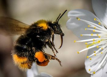 Pestisitlerin Arılar Üzerindeki Etkileri: Bilinçsiz Kullanımın Gizli Tehlikeleri