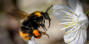 Pestisitlerin Arılar Üzerindeki Etkileri: Bilinçsiz Kullanımın Gizli Tehlikeleri