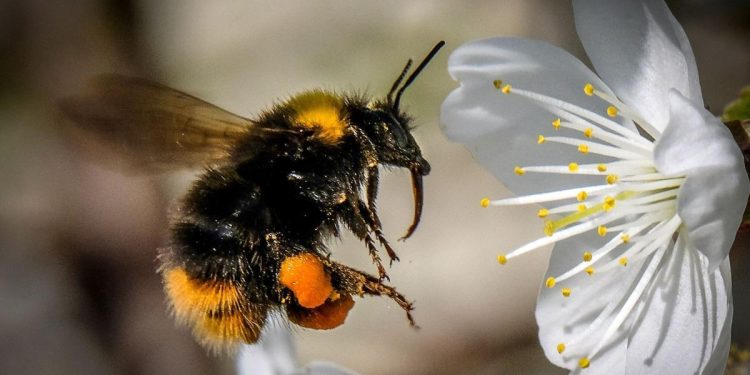 Pestisitlerin Arılar Üzerindeki Etkileri: Bilinçsiz Kullanımın Gizli Tehlikeleri