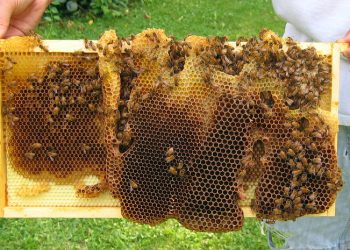 Burr Petek Nedir? Arılar Neden Burr Comb Oluşturur ve Nasıl Önlenir?