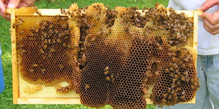 Burr Petek Nedir? Arılar Neden Burr Comb Oluşturur ve Nasıl Önlenir?