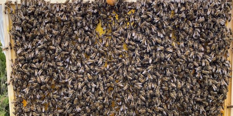 Paket Arılarda Ana Arı Ne Zaman Serbest Bırakılmalı? İşte Doğru Yöntem