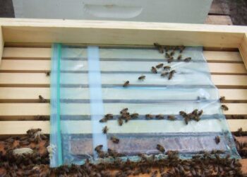 Poşet Arı Şerbetliği Nasıl Kullanılır? Adım Adım Baggie Feeder Rehberi
